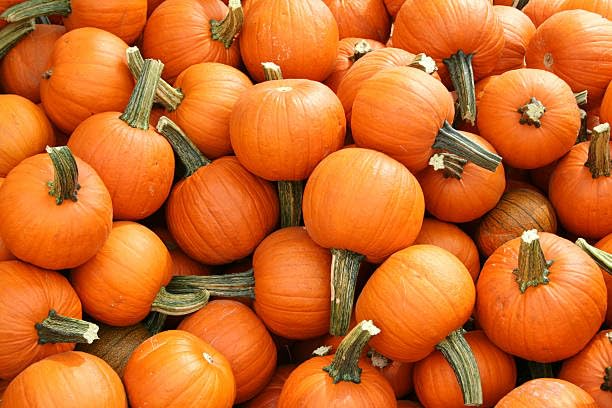 25 Wee-B-Little Pumpkin Seeds - AAS Winner, Non-GMO Heirloom Mini Pumpkins