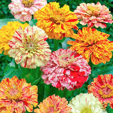 Zinnia Candy Striped Heirloom Seeds - 100 Non-GMO Double Blooms for Cut Flowers