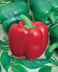 California Wonder Sweet Bell Pepper Seeds (Capsicum annuum) - 30 Seeds