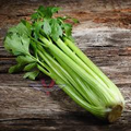 Golden Self-Blanching Celery (Apium graveolens) Seeds - Heirloom, Tender Mild Stalks, 500 Seeds
