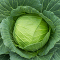 Cabbage Golden Acre Seeds | Brassica oleracea var. capitata - Heirloom, Compact Green Heads