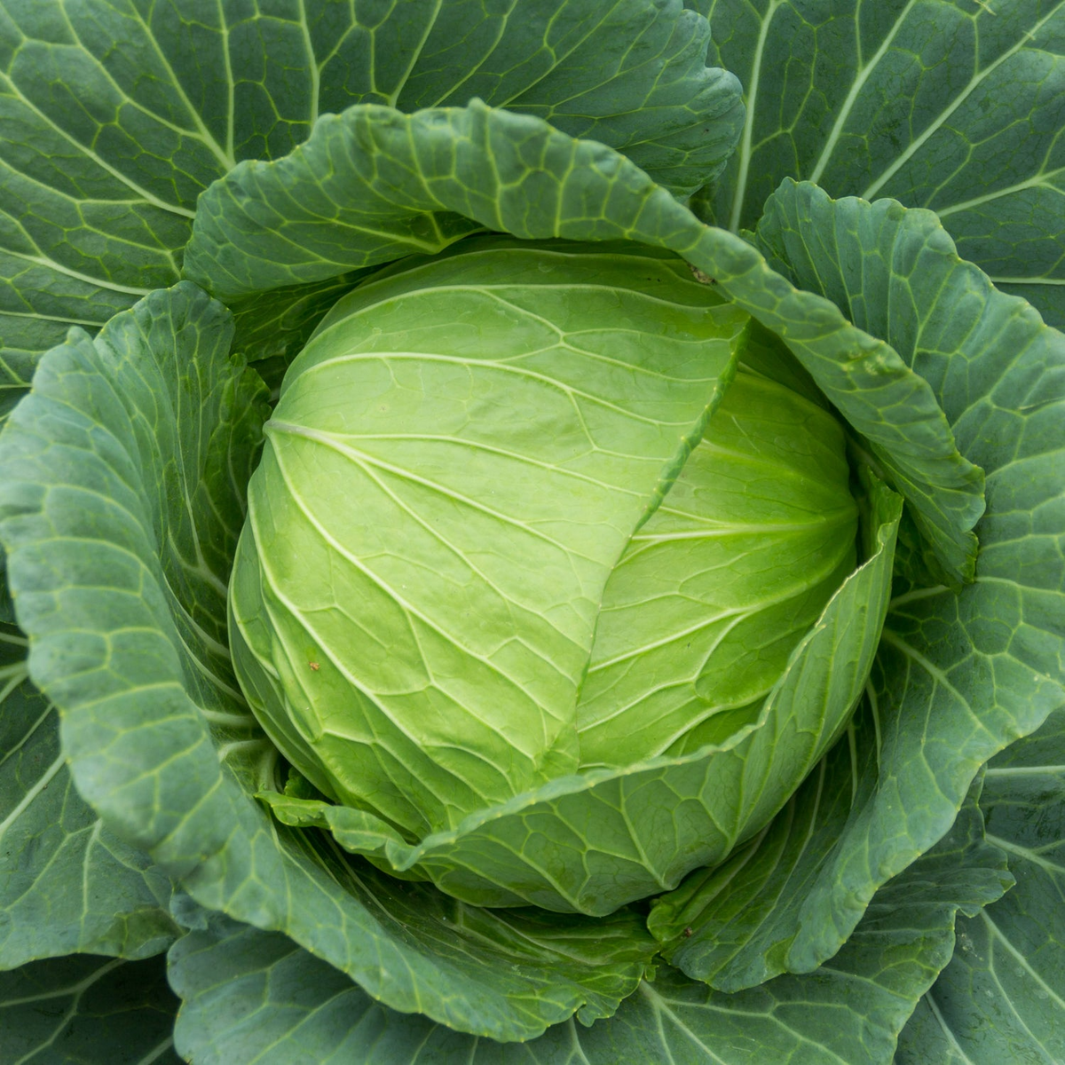 Cabbage Golden Acre Seeds | Brassica oleracea var. capitata - Heirloom, Compact Green Heads