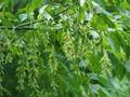 Acer negundo Seeds (Boxelder Maple) - Fast-Growing Native Tree Seed for Planting