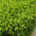 12 Japanese Boxwood Unrooted Cuttings (Buxus microphylla) for Hedge