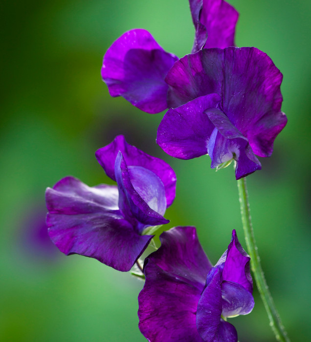 Andrea Robertson Sweet Pea Seeds - Climbing Flower Vine for Bouquets (50+ Seeds) - Rose Pink