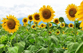 Giant Mammoth Russian Grey Stripe Sunflower Seeds – Heirloom, 10" Flowers, 8-12 ft Tall, Pollinator Friendly