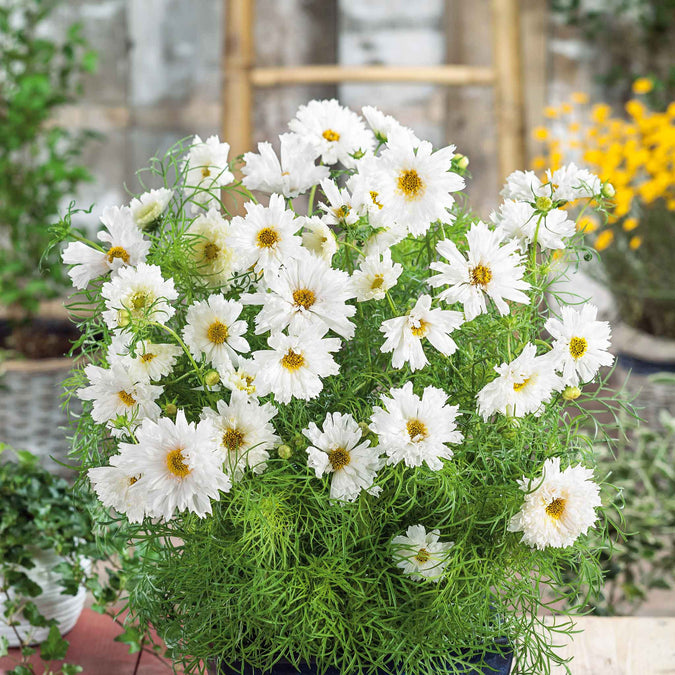 Cosmos bipinnatus 'Double Click White Knight' Seeds – 200 Pack
