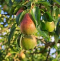 Ayers Pear Tree Bare-Root Starter Plant | Heirloom Pyrus, Sweet Dessert Pears, Zones 5-8