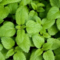 Lemon Balm Seeds - Heirloom Non-GMO Melissa officinalis, 70 Days, Zones 3-9