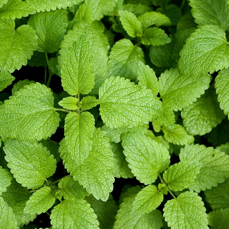 Lemon Balm Seeds - Heirloom Non-GMO Melissa officinalis, 70 Days, Zones 3-9