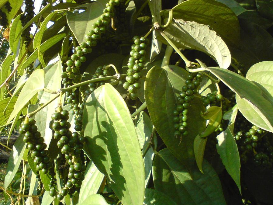 Black Pepper Plant (Piper nigrum) - Live Starter Plant for Indoor or Outdoor Growing