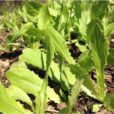 Asparagus Lettuce New Yu Mai Seeds (Lactuca sativa var. angustana) 500mg – Heirloom Asian Greens
