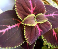 Giant Red Kong Coleus Rooted Plant - Vibrant Red Foliage, Indoor/Outdoor