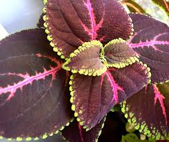 Giant Red Kong Coleus Rooted Plant - Vibrant Red Foliage, Indoor/Outdoor