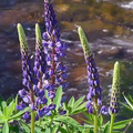 Lupine Riverbank Lupinus rivularis Seeds - 15 Seeds, Blue Flowers, Perennial, Pollinator-Friendly