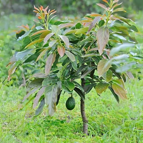 Avocado Marcus Tree (Persea americana) Live Starter Plant - 1-2 ft