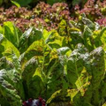Freckles Romaine Lettuce Seeds - 1000 Count, Heirloom, Non-GMO, Red-Speckled Green Leaves