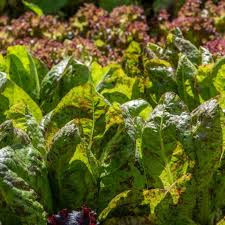 Freckles Romaine Lettuce Seeds - 1000 Count, Heirloom, Non-GMO, Red-Speckled Green Leaves