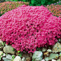 Creeping Thyme Scarlet Red Ground Cover Seeds - 1000 Non-GMO Seeds, Perennial, 4" Height
