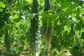 Bitter Gourd Futo Spindle Seeds - 5 Seeds for Planting, High Yield, Heat Tolerant
