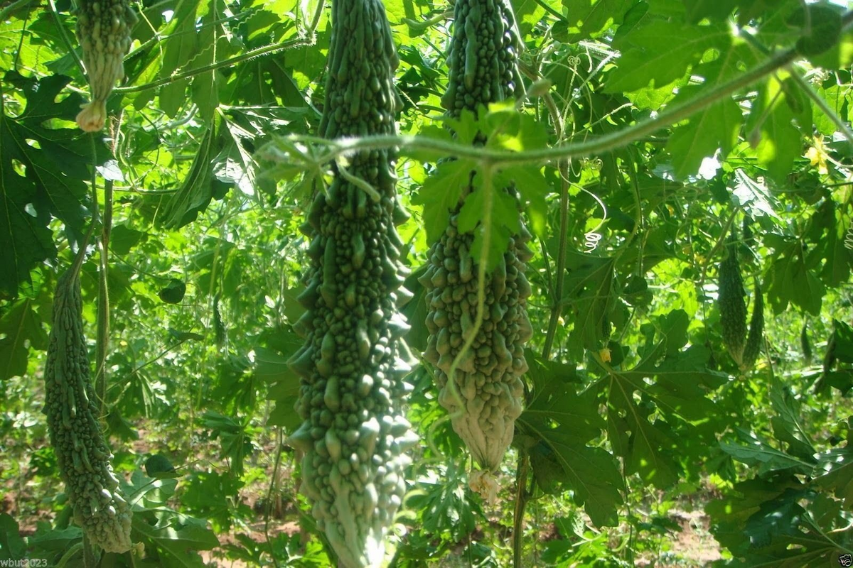 Bitter Gourd Futo Spindle Seeds - 5 Seeds for Planting, High Yield, Heat Tolerant