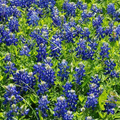 Texas Bluebonnet Seeds (Lupinus texensis) - 50 Seeds | Native Wildflower