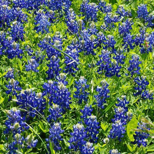 Texas Bluebonnet Seeds (Lupinus texensis) - 50 Seeds | Native Wildflower
