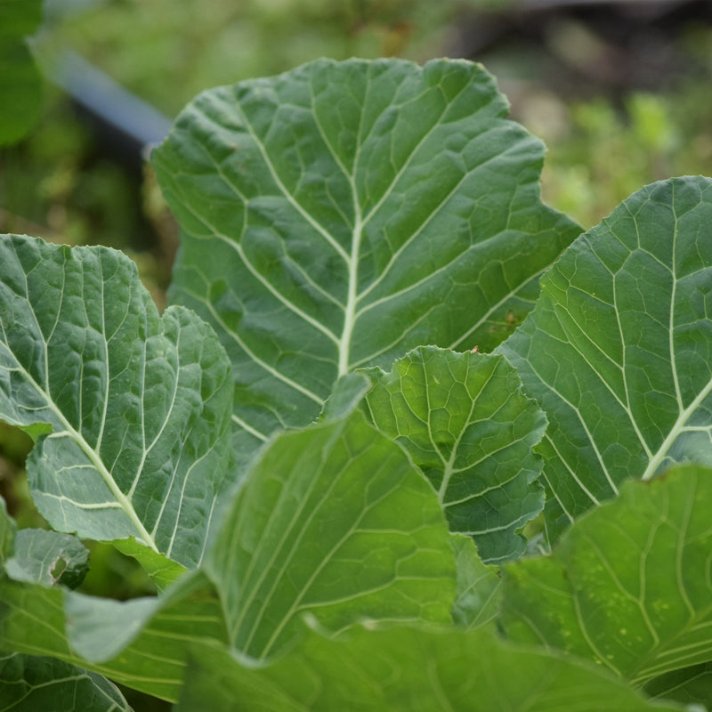 Collard Vates Seeds - 300 Seeds, Heirloom Brassica oleracea