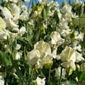 Jilly Sweet Pea Seeds – Creamy White Blooms, 50+ Seeds
