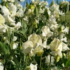 Jilly Sweet Pea Seeds – Creamy White Blooms, 50+ Seeds
