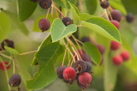 15 Seeds Serviceberry Amelanchier arborea | Edible Berries & Spring Blooms | Native Tree