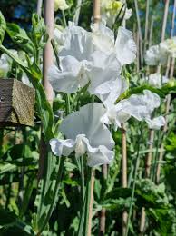 Mary Priestley Sweet Pea Seeds - White Climbing Vine for Trellises & Bouquets, 50 Seeds