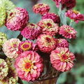 Queen Lime Red Zinnia Seeds – 100+ Seeds – Zinnia elegans, Lime Green with Rose-Red Centers
