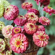 Queen Lime Red Zinnia Seeds – 100+ Seeds – Zinnia elegans, Lime Green with Rose-Red Centers