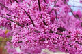 Cercis gigantea Giant Redbud Tree Seeds - 10 Seeds