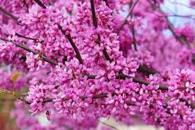 Cercis gigantea Giant Redbud Tree Seeds - 10 Seeds