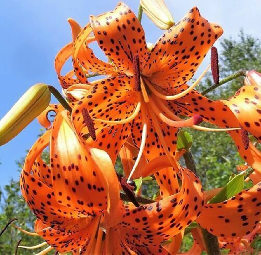 Tiger Lily Seeds - 20 Lilium columbianum seeds, Spotted Orange Flowers, Hardy Perennial