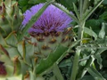 Bianco Avorio Cardoon Seeds - Cynara cardunculus, Heirloom, 2-6 ft Tall, Artichoke Flavor