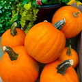 New England Pie Pumpkin Seeds (Cucurbita pepo) - 15 Seeds for Pie, Baking, and Fall Harvest