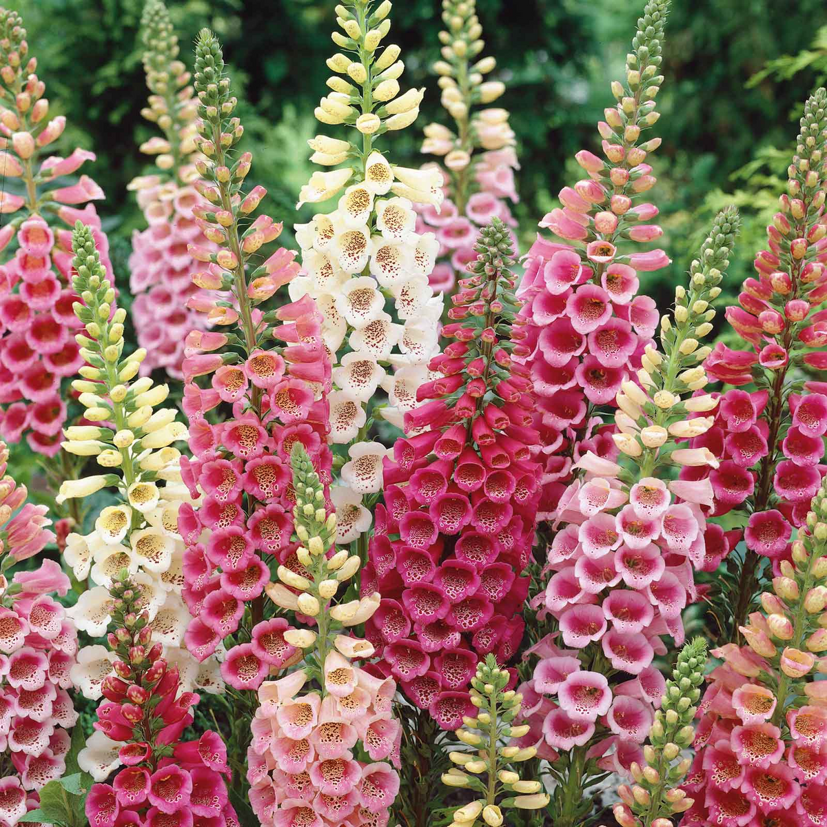 Excelsior Mix Foxglove Seeds (Digitalis purpurea) - Non-GMO, Zones 3-9