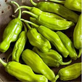 Golden Greek Pepperoncini Pepper Seeds - Capsicum annuum, Mild & Sweet, 30 Seeds