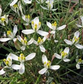 Albuca Humilis 5 Pack - Live Plant Bulbs, Succulent Rhizomes, Drought-Tolerant Moon Garden