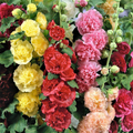 Hollyhock Chater's Double Mix Seeds - 100 Seed Pack (Alcea rosea), Biennial, Peony-Flowered Blooms