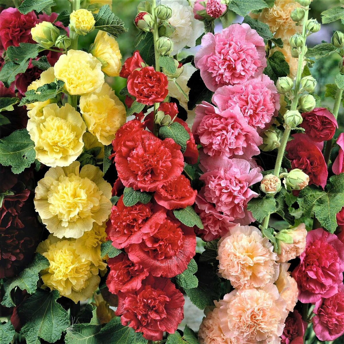 Hollyhock Chater's Double Mix Seeds - 100 Seed Pack (Alcea rosea), Biennial, Peony-Flowered Blooms