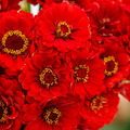 Zinnia CHERRY QUEEN Seeds - 100 Non-GMO Red Scarlet Blooms for Cutting
