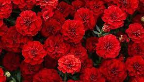 French Fireball Marigold Seeds - 25 Seeds, Red, Orange & Gold Bi-color, 60-70 Days