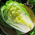 Chinese Cabbage Kogane Seeds (Brassica rapa) – Napa Cabbage, 150 Seeds, 65–75 Days