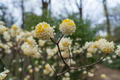 Edgeworthia Winter Gold / Snow Cream Paper Bush Starter Plant | Fragrant Yellow Blooms | Zones 7-9