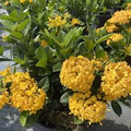 Ixora coccinea 'Yellow Maui' - 2 Live Starter Plants, 7" Tall, Yellow Flowers