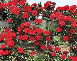 Red Climbing Rose Seeds - 20 Seeds for Trellis, Fence & Garden Arches